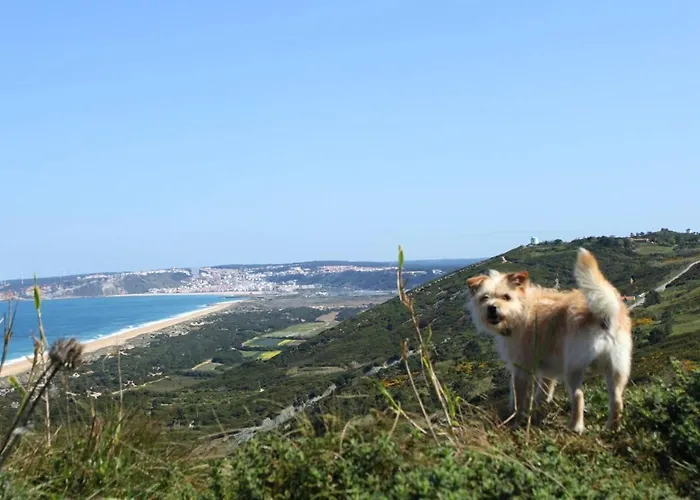Charming House In With Fireplace * 나자레